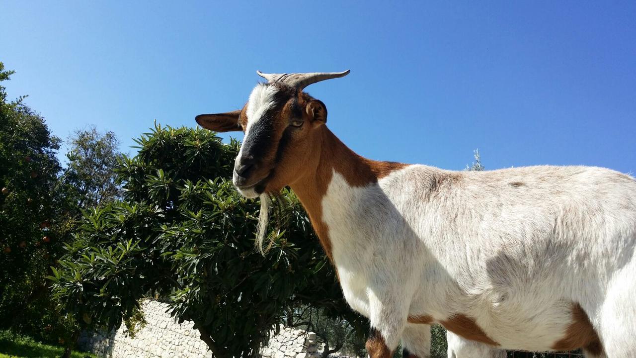 Valata Minusa Country Resort Cannizzara Εξωτερικό φωτογραφία